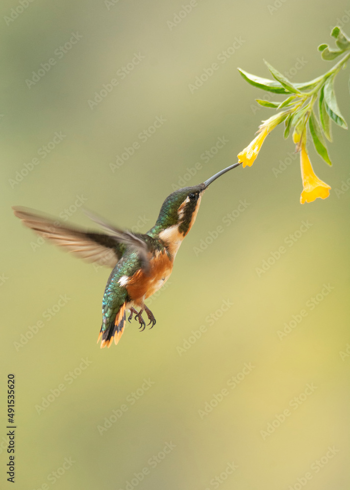 Fototapeta premium Colibrí pequeño bebiendo néctar 