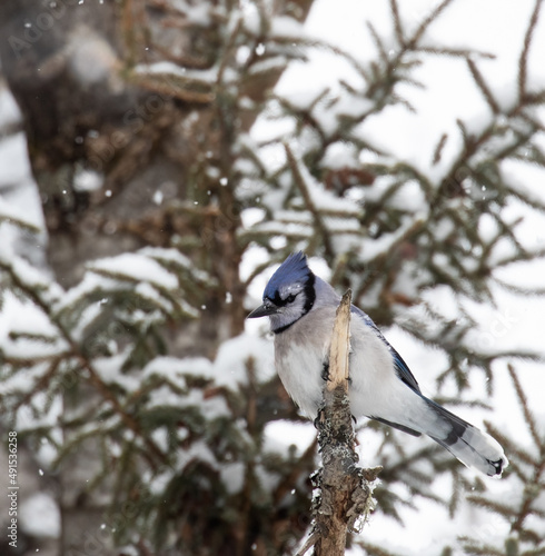Closeup of an American Blue Jay showing some attitude in a snowy  spruce tree in Algonquin Park Ontario in March © kburgess