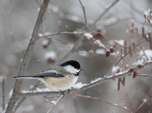 Closeup of a Black-capped Chickadee (poecile atricapillus) in a snowy woodland in winter in Ontario