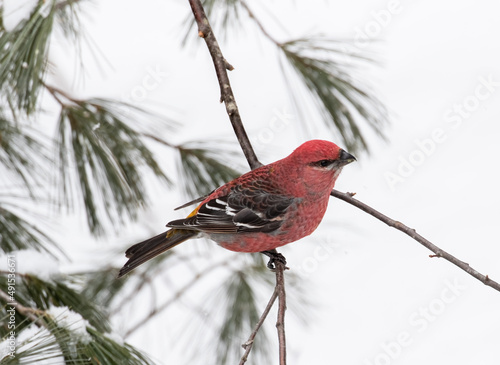 Closeup of a male White-winged Crossbill (Loxia leucoptera) on a pine branch in winter in Algonquin Park photo