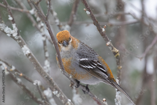 Female White-winged Crossbill (Loxia leucoptera) perched in a tree in Algonquin Park Ontario in winter photo