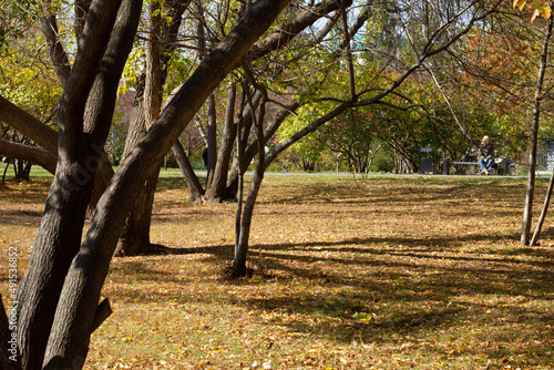 autumn in the park
