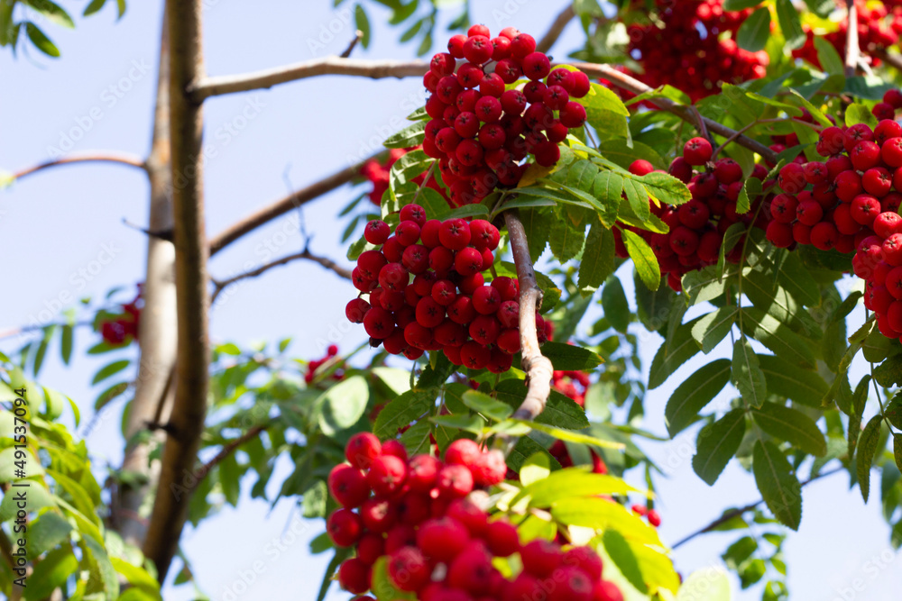 red berries on a branch red berries on a branch