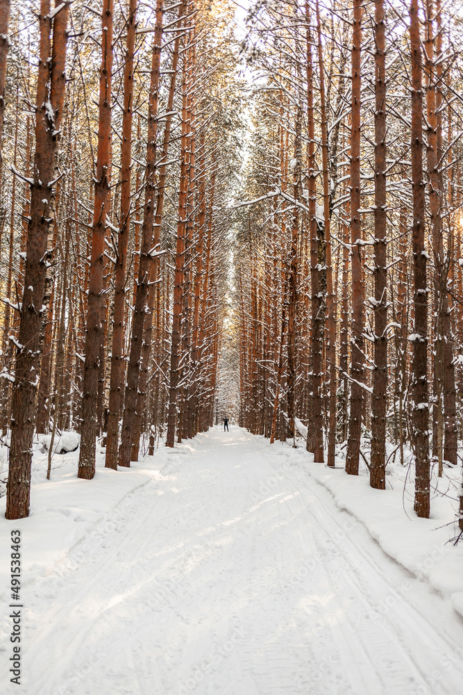 A walk through the winter forest. Snow trees and a cross-country ski trail. Beautiful and unusual roads and forest trails. Beautiful winter landscape. The trees stand in a row