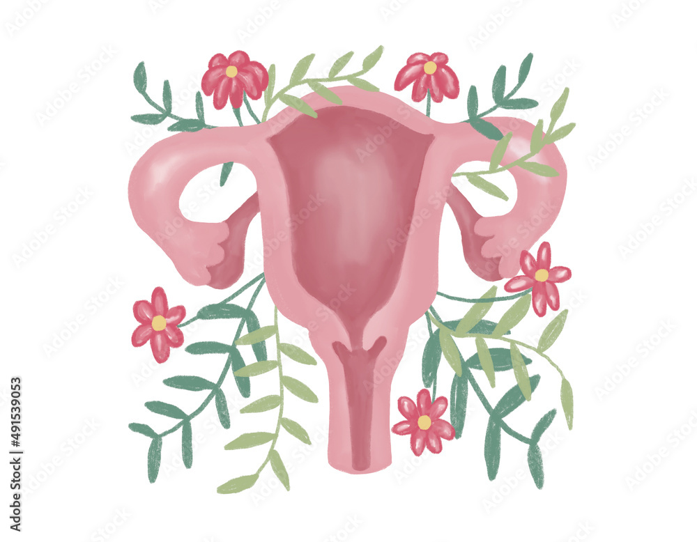 Cute Hand Drawn Watercolor Illustration Of Female Reproductive System