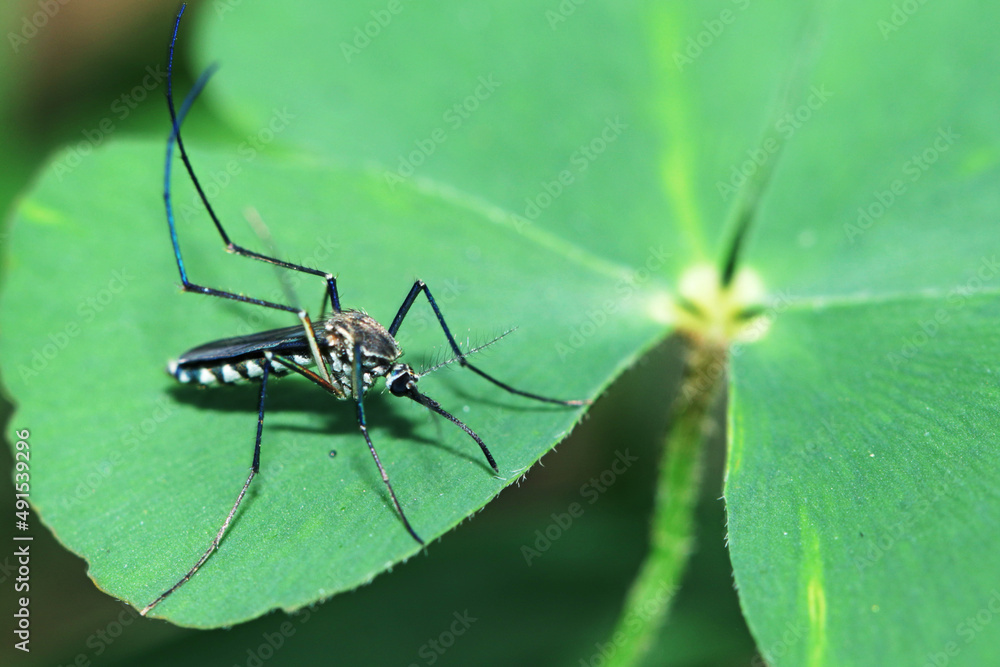 A mosquito on leaf A mosquito on leaf