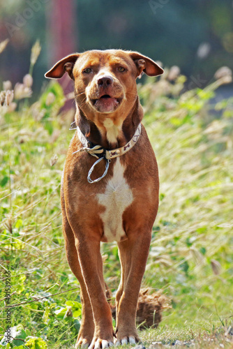 A brown dog on the field