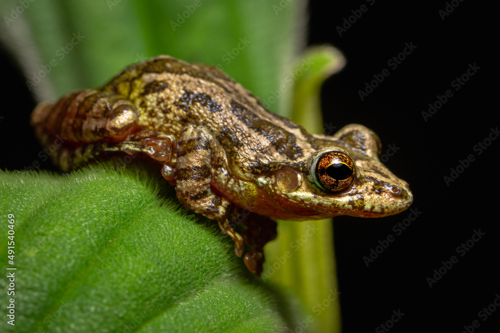 Fototapeta premium tree frog