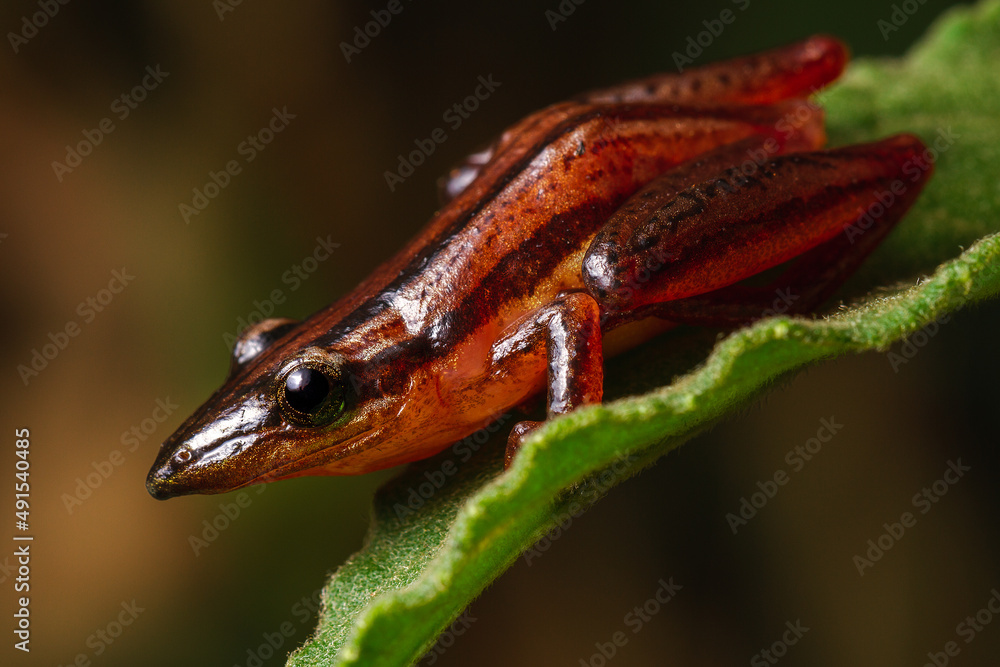 frog on a leaf