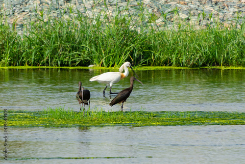 Glossy Ibis and Eurasian spoonbil photo