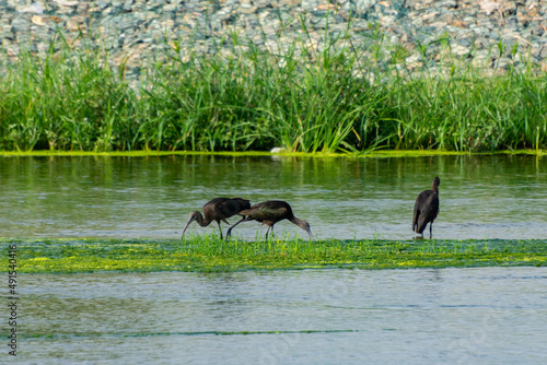 Glossy Ibis