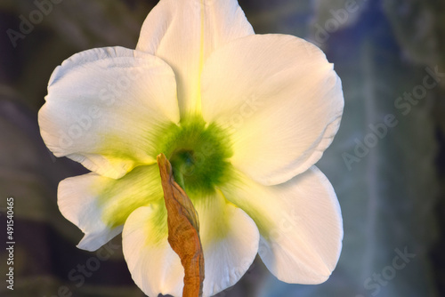 Fototapeta Naklejka Na Ścianę i Meble -  Daffodil Backside Mandala 02