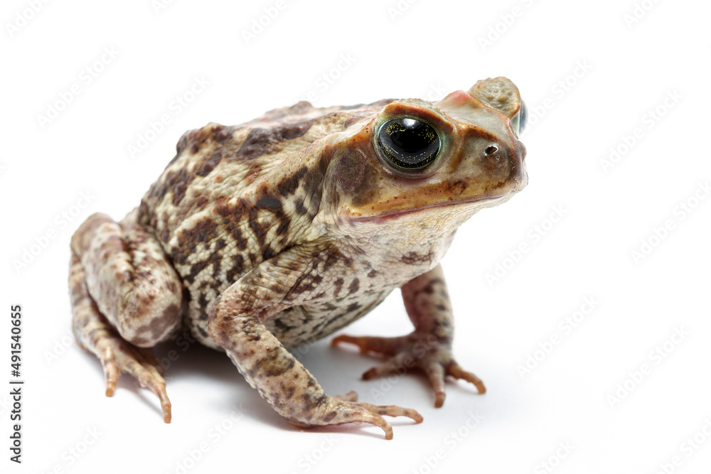 frog isolated on white background frog isolated on white background