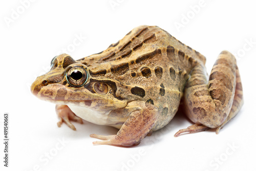 frog isolated on white background