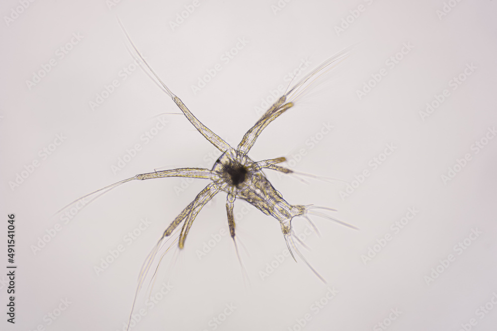 Closeup nauplius stage of vannamei shrimp in light microscope, Shrimp