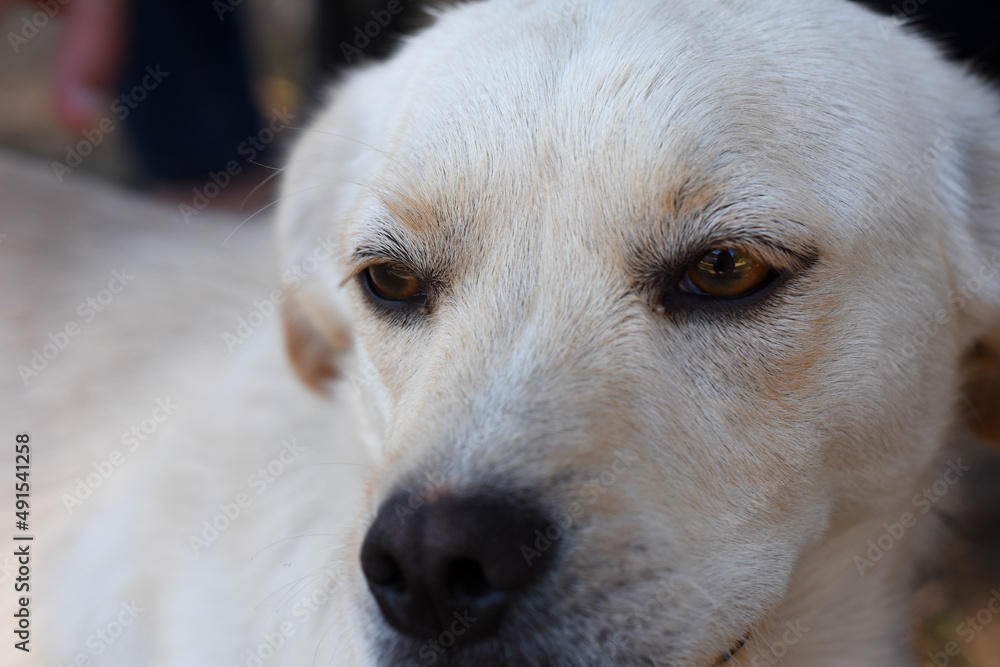 White dog posing at the camera White dog posing at the camera
