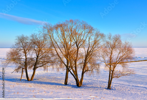 Trees on the winter shore