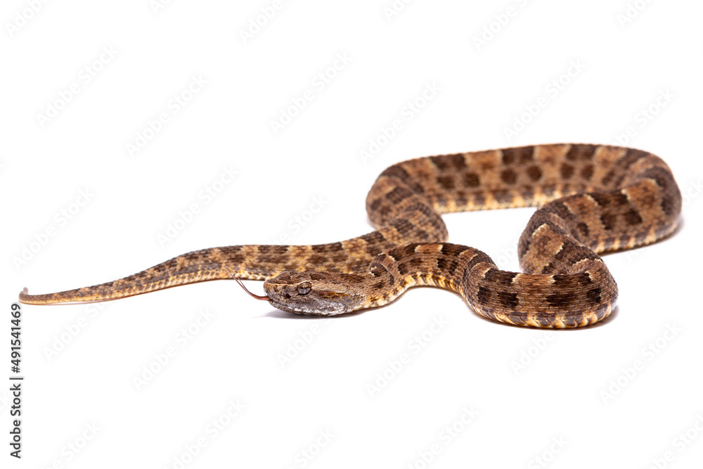 lancehead fer de lance cotton mouth lancehead fer de lance cotton mouth