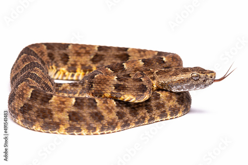 lancehead fer de lance cotton mouth