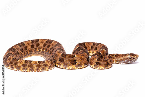 lancehead fer de lance cotton mouth