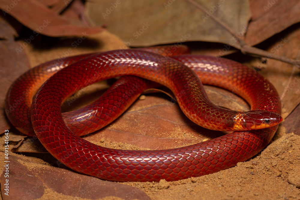 snake in the sun snake in the sun