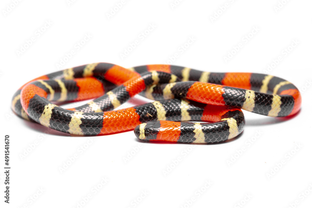 Naklejka premium coral snake on the white background 