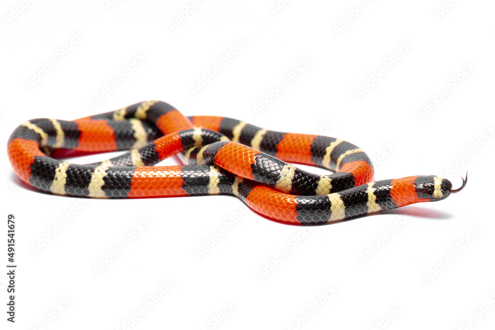 Naklejka premium coral snake on the white background