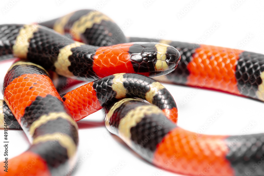 Naklejka premium coral snake on the white background 