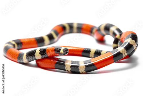 coral snake on the white background 