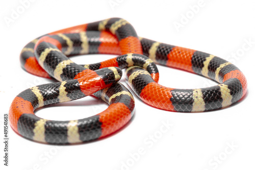 coral snake on the white background 