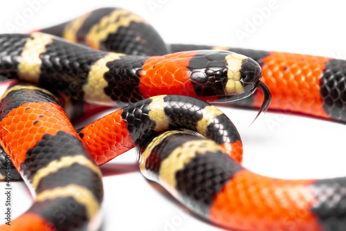 coral snake on the white background 