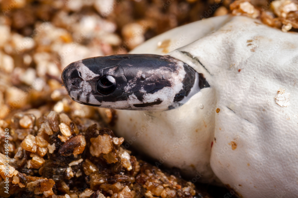 baby snake borning thru an egg baby snake borning thru an egg