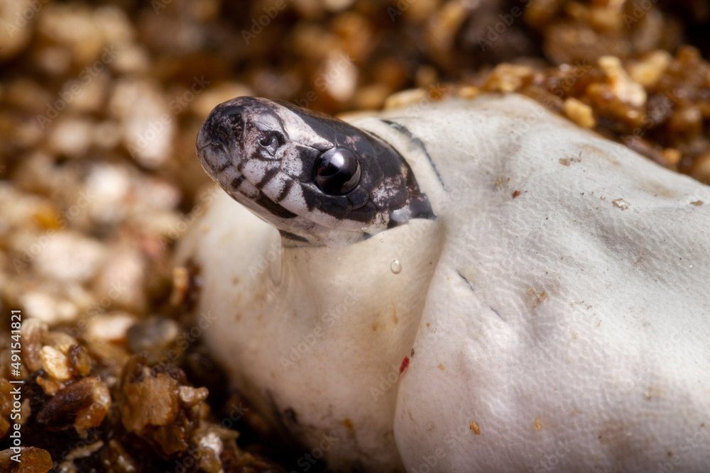Fototapeta premium baby snake borning thru an egg