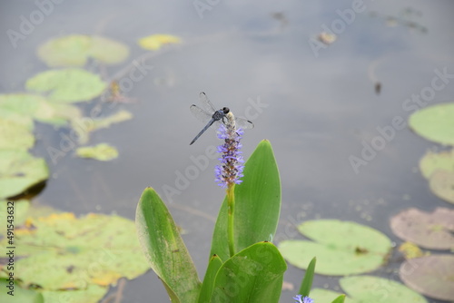 Blue dragonfly on purple flower next to pond