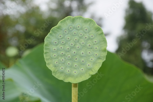 Lotus flower seed pod with lotus leaf