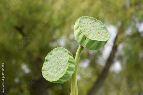 Two lotus flower seed pods