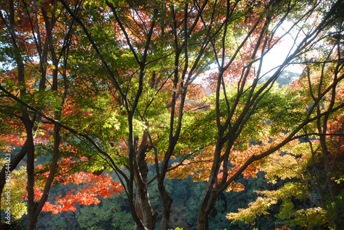 森の紅葉