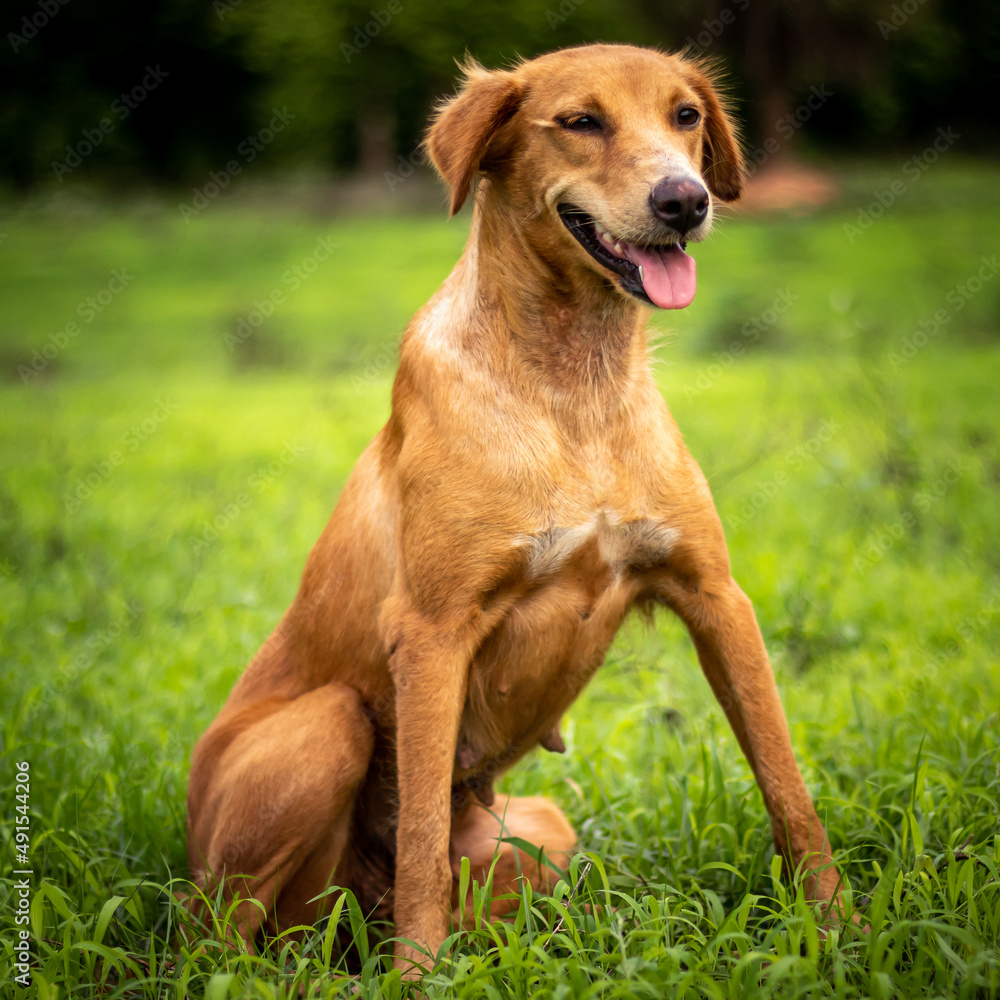 brown stray dog playing in the garden high quality HD images. stray dog, brown dog brown stray dog playing in the garden high quality HD images. stray dog, brown dog