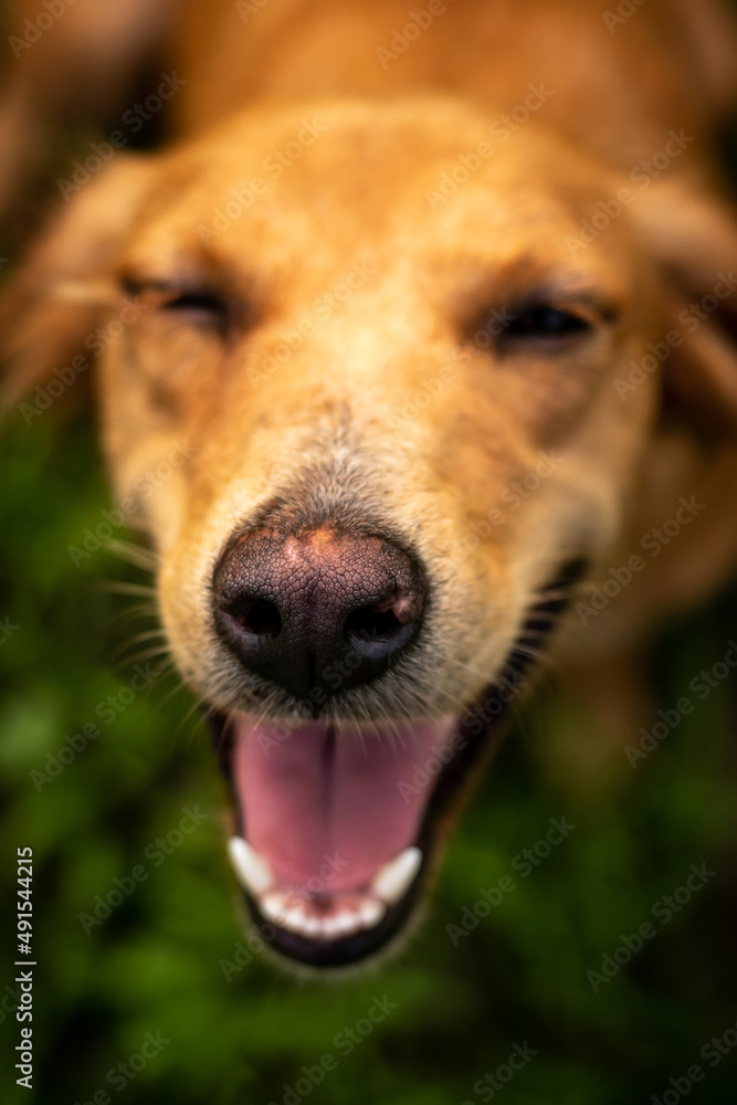 brown stray dog playing in the garden high quality HD images. stray dog, brown dog closeup