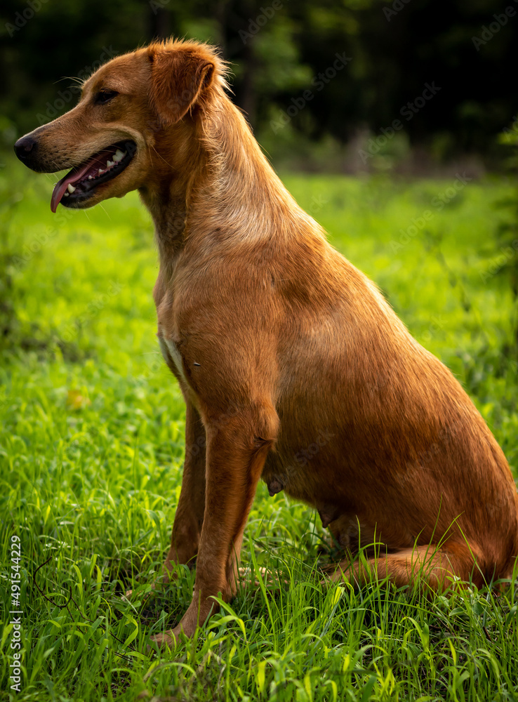 brown stray dog playing in the garden high quality HD images. stray dog, brown dog