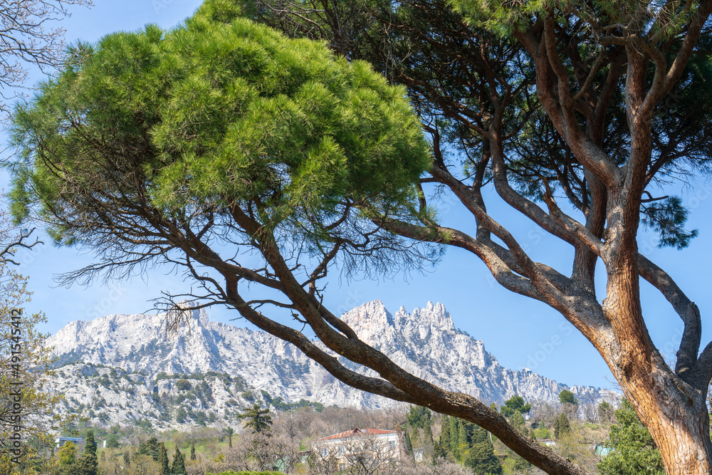 Obraz premium Image of Italian pine on the background of the rock. Pinus pinea.