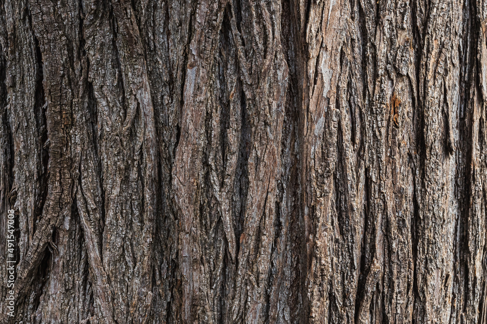close-up of the trunk of an adult tree close-up of the trunk of an adult tree