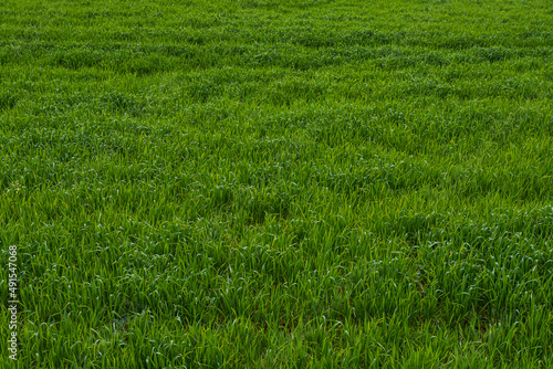 Texture of green grass field background, soft focus.