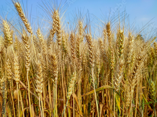 Wallpaper Mural Golden ripe ears of wheat in field during summer, wheat crop ready for harvesting Torontodigital.ca