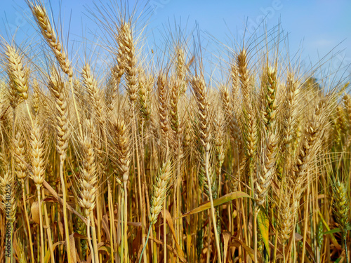 Golden ripe ears of wheat in field during summer  wheat crop ready for harvesting