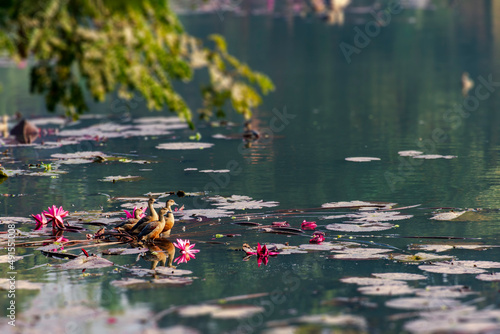 migratory, bird, duck, whistling duck, fulvous whistling duck, fulvous tree duck, Dendrocygna bicolor, bicolor, on the lake of JU, Dhaka photo