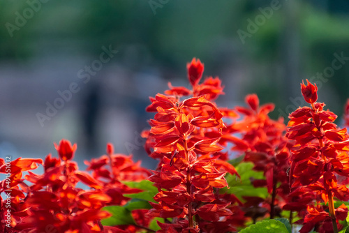 Red, salvia, scarlet sage, blood sage, Salvia splendens, full bloom