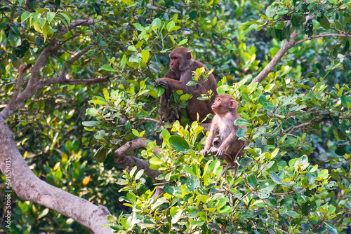 Rhesus Macaque Baby Monkey with it's mother in the background Bangladesh Sundarbans