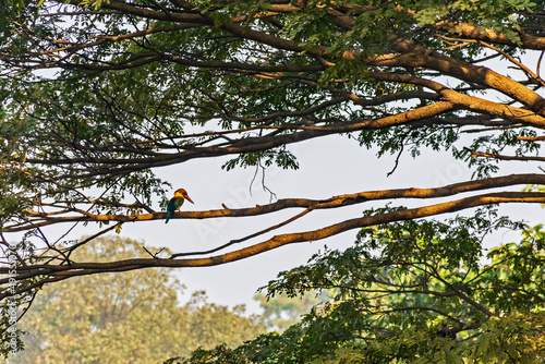 Stork-billed, kingfisher, Pelargopsis capensis, tree kingfisher, on tree branch above the river bank natural habitat