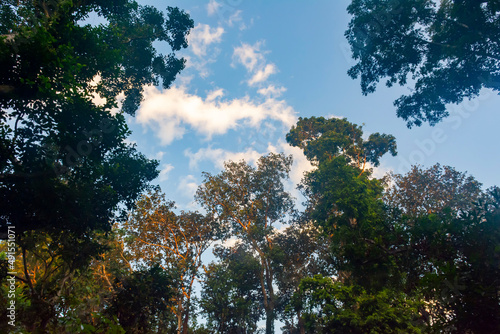 Top view, early, Morning, Forest, Tree, Canopy, Sky, Cloud, Landscape